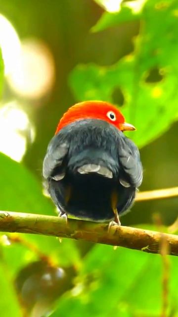 Dazzling Red-capped Manakin: Tropical Forest Jewel 🌴 #RedCappedManakin #tropicalbirds #shorts смотреть онлайн