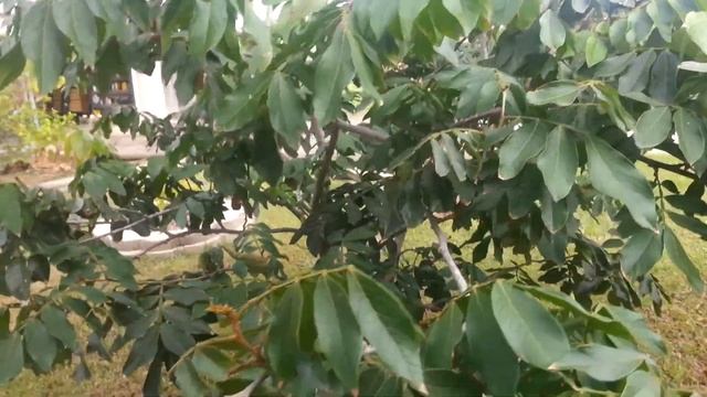 Inga Bean the Ice Cream Tree смотреть онлайн