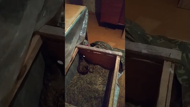 Бентамки - Куропатки смотреть онлайн