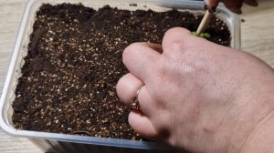 Как пересаживать лаванду. Пикировка лаванды