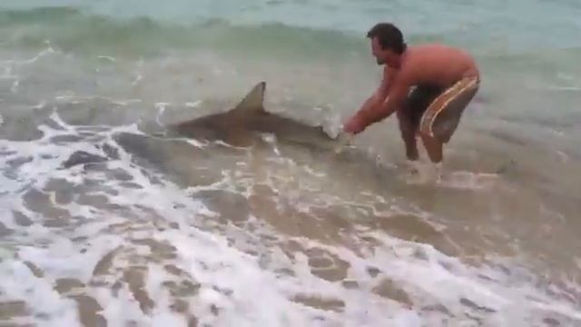 250lb Reef Shark released смотреть онлайн