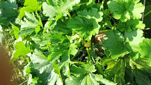 Кабачки нынче растут очень бурно смотреть онлайн