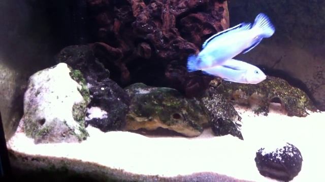 Pseudotropheus Socolofi смотреть онлайн