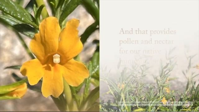 Monkey Flower- Mimulus spp. (syn. Diplacus) смотреть онлайн