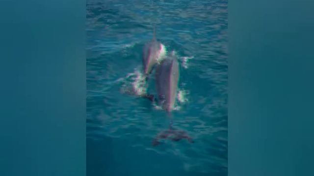 Neural State Himalaya (Ambient-Relaxing Music-Yoga)//Dolphin edition//Animal Playlist 🎶 смотреть онлайн