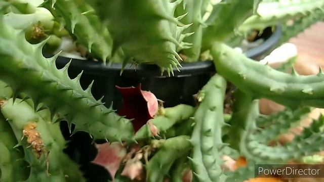 Família Apocinaceae, Huernia, Stapelia, Ascleps, Orbea , ATUALIZAÇÃO.. смотреть онлайн