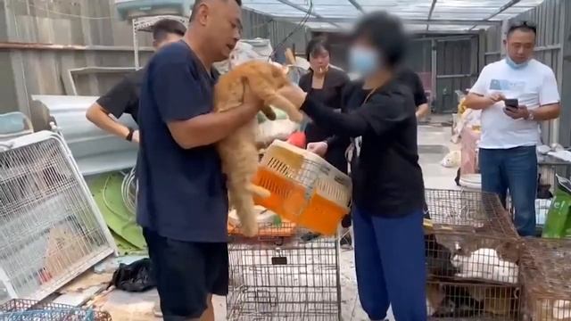 150 Katzen In China Vor Dem Schlachthof Gerettet