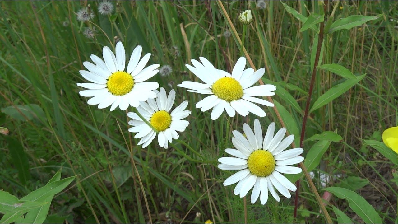 КРАСИВЫЕ ЦВЕТЫ. РОМАШКИ. BEAUTIFUL FLOWERS