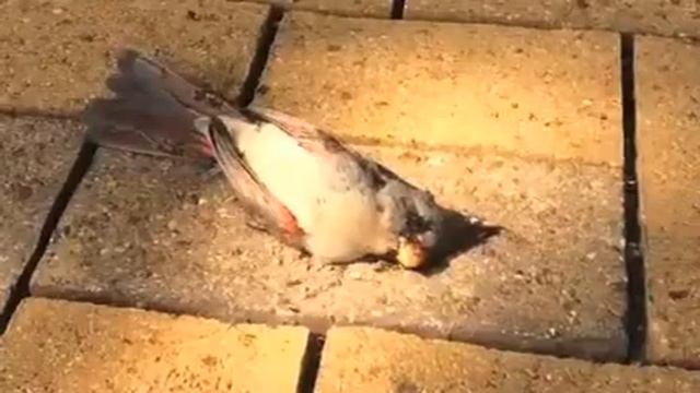 dead bird drone + ant noise + me смотреть онлайн