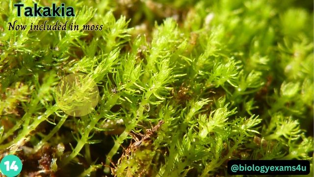 Know the 25 Common Bryophytes| Examples of Bryophytes with Identification Visual Guide смотреть онлайн