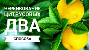 Черенкование цитрусовых
