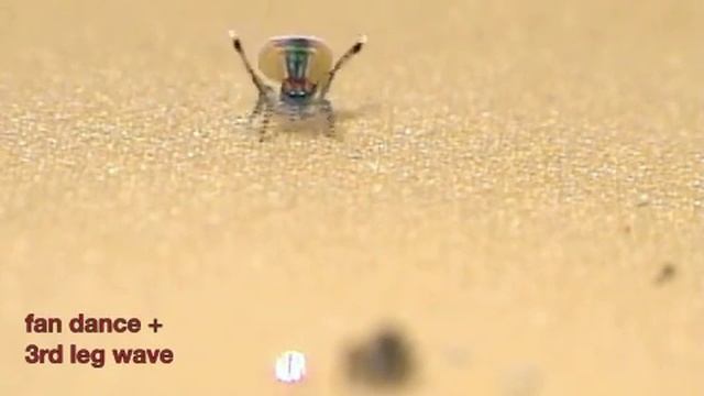 peacock-spider-dance.m4v смотреть онлайн