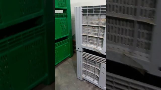 Нагрев и подготовка луковиц чеснока к разделению на зубки. смотреть онлайн