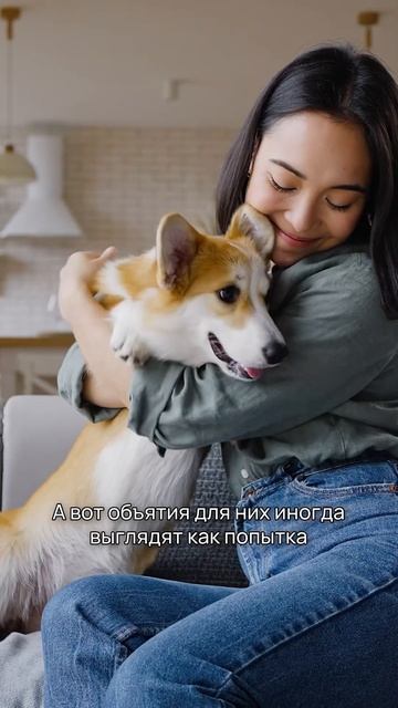 3 мифа о собаках – часть 2. #shorts #собаки #мифы смотреть онлайн