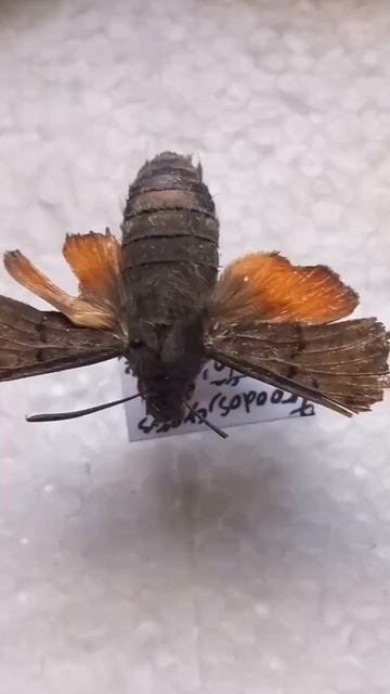 humming bird hawkmoth pining! смотреть онлайн