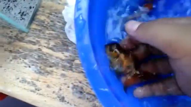 Beli ikan koki plus akuariumnya. смотреть онлайн