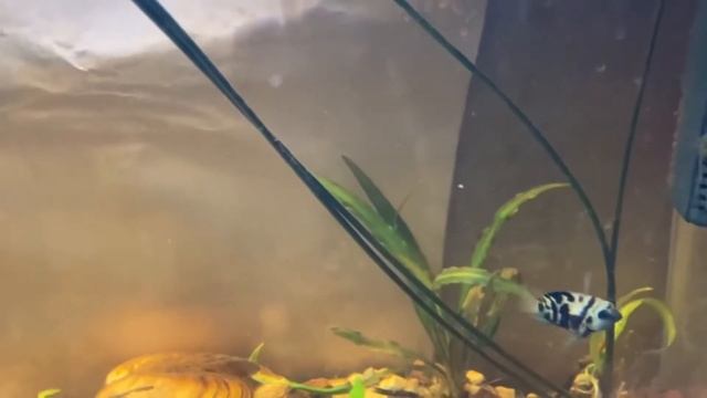 Cryptocoryne Spiralis