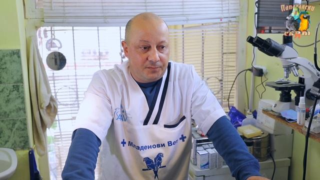 Камъни в ноздрите при Жако, Корела, Еклектус. Ринолити при папагали, Rhinolitis, медицински проблем смотреть онлайн