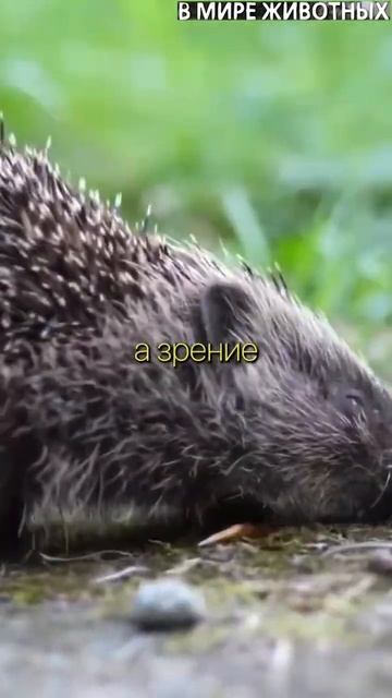 Ежик колючий лесной клубок #shorts #animals #животные #ежик смотреть онлайн
