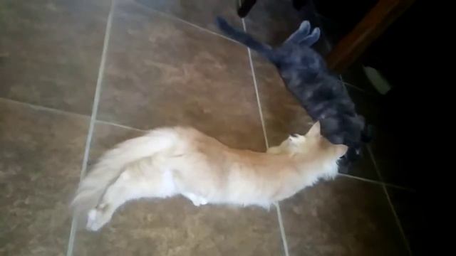 Мамонт и Пантера смотреть онлайн