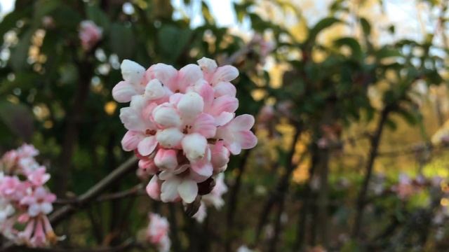 Viburnum 'bodnantense Dawn' смотреть онлайн