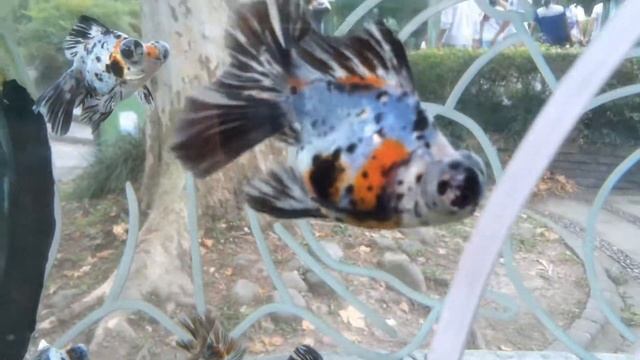 6 серия. Китай смотреть онлайн