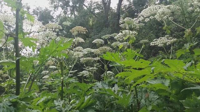 07 июля 2020 г. Склон