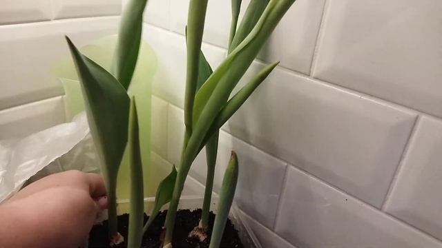 Тюльпаны, домашняя выгонка результат смотреть онлайн