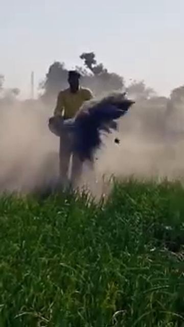 organic farming (जैविक खेती) #shorts #trending #youtubeshorts смотреть онлайн