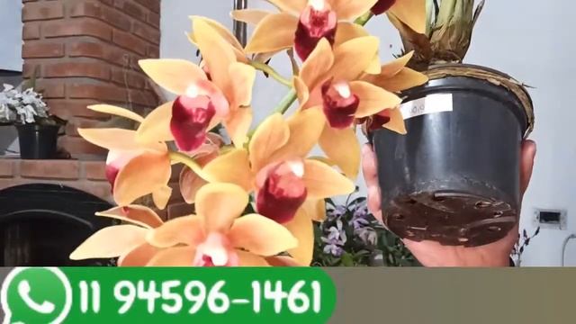 LINDAS ORQUÍDEAS CATTLEYA INTERMEDIA EM FLORAÇÃO ❤️ смотреть онлайн