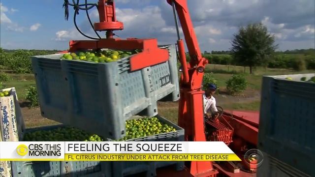 Florida Citrus Industry Under Attack From Disease