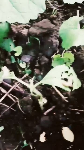 #sundayfunday #sunflower #mystery #solved #slugs #bipolar #birding #gardening #bugs #wildlife смотреть онлайн