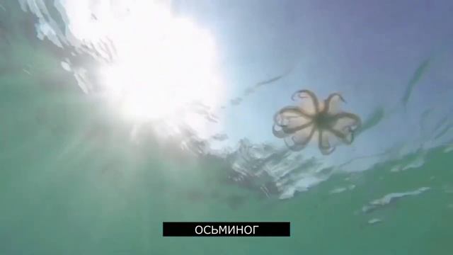 Работа по биологии 25.09 смотреть онлайн