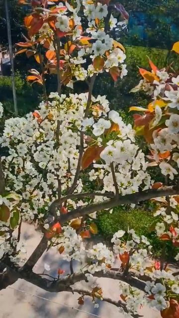 Himachali PEARS FLOWERS (नाशपाती)