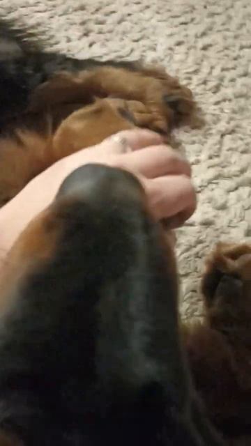 ??? зачем тебе такие огромные лапы? Вопрос к Мэргэнчику смотреть онлайн