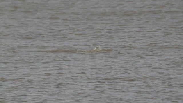 Digiscoped Beluga Whale Gravesend Kent UK 13/ 10 /18 смотреть онлайн
