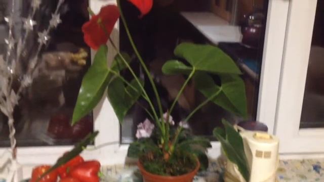 Пирожки с мясом и капустой/ Замело/ Кот не хочет гулять