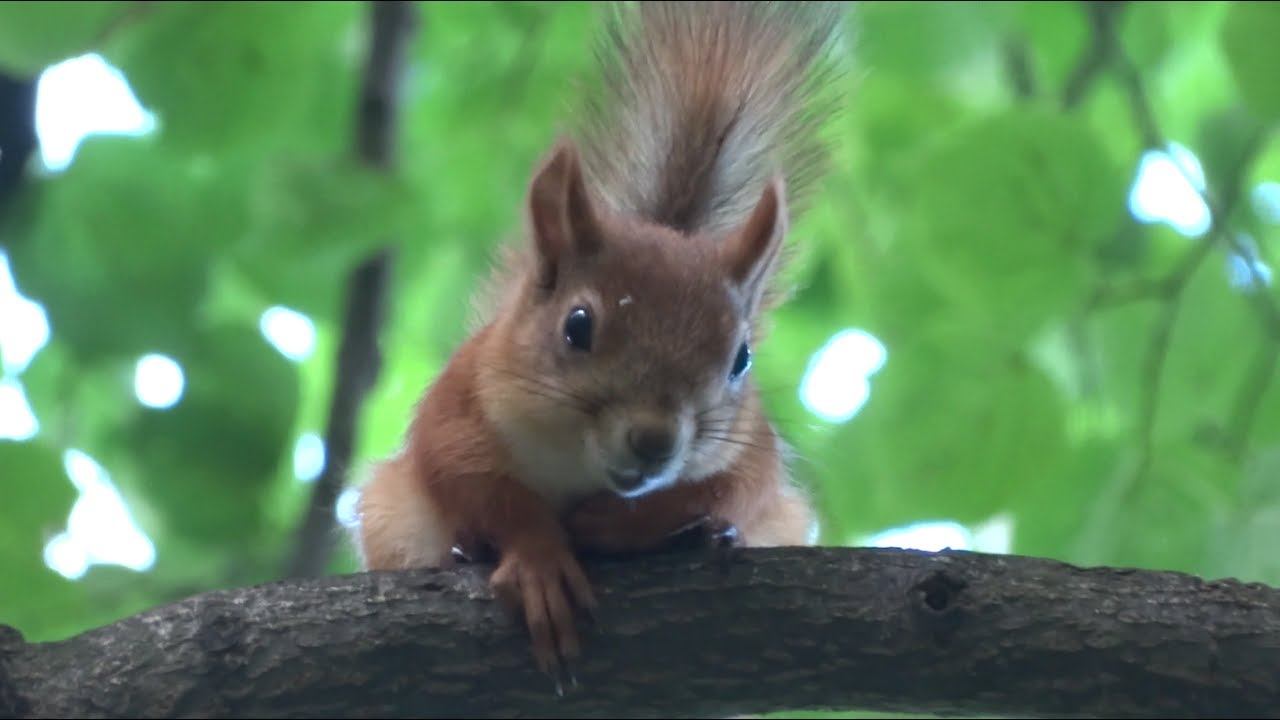 БЕЛОЧКА. Squirrel