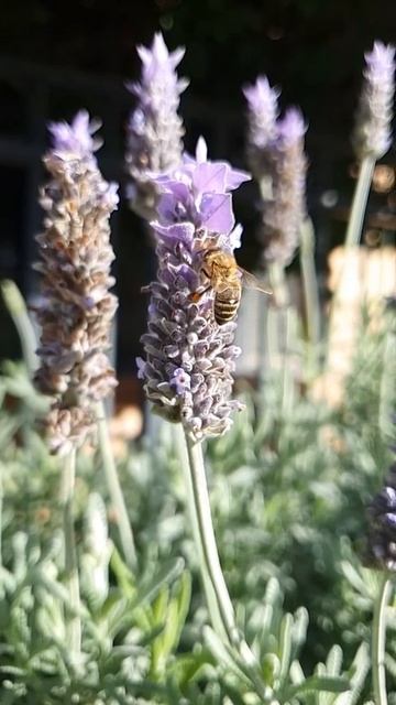 A honey bee pollinating flowers *slow motion* смотреть онлайн