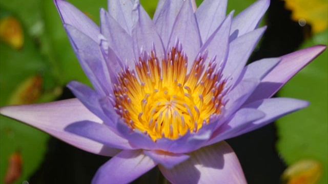 Thich Nhat Hanh - The End of Suffering смотреть онлайн