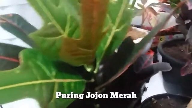 Beli 2 Gratis 3 Puring! Review Puring Jojon Dan Africa
