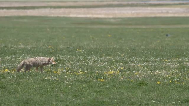 5 Best Thermal Rifle Scope for Coyote Hunting August смотреть онлайн