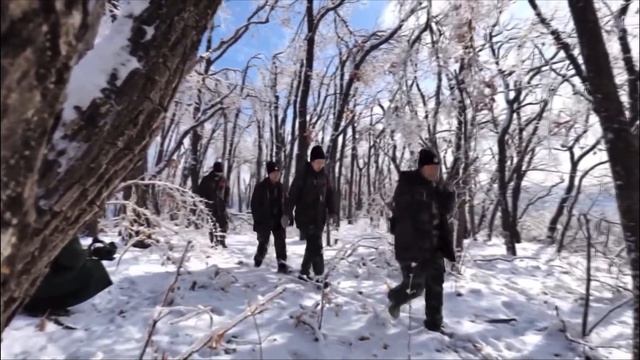 Четырёх дальневосточных леопардов заметили сотрудники Управления лесного хозяйства под Дуннином смотреть онлайн