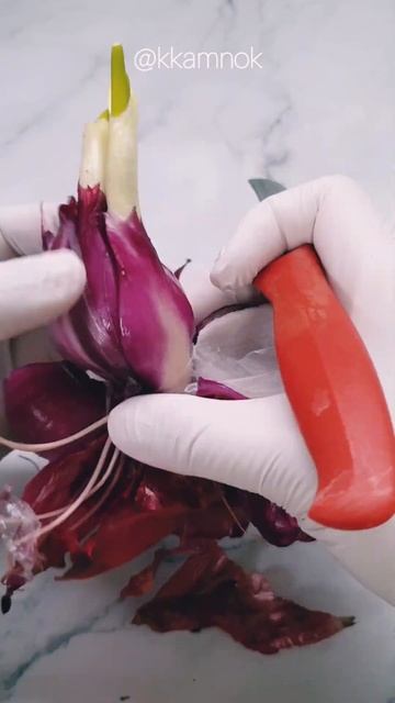 How to regrow sprouted onions🧅#shorts #garden смотреть онлайн