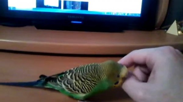 Попугай играет с рукой