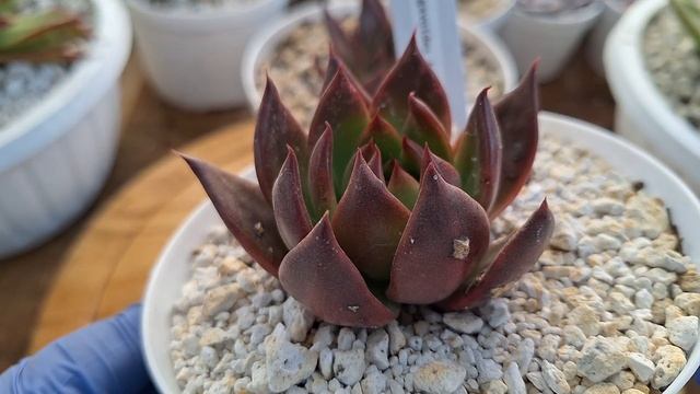 Echeverias Agavoides suculentas con hermosos colores y muy resistentes para principiantes #flowers смотреть онлайн