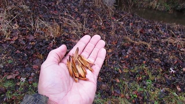 Maple Tree Dropping Seeds? Dino Jeroncic Identifies Tree! смотреть онлайн