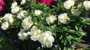 Пион «Дюшес де Немур (Duchesse de Nemours)»