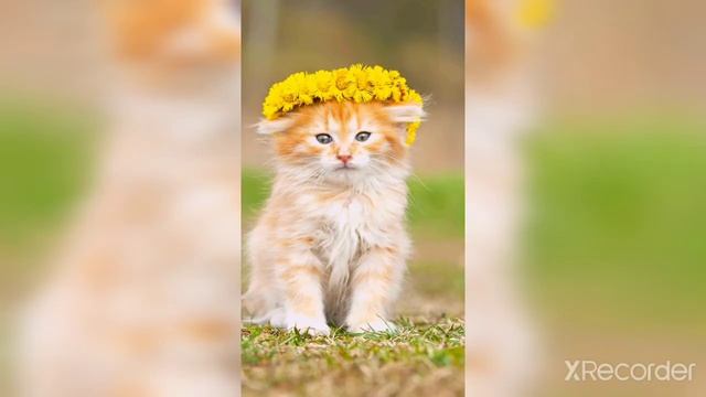 Кити кити мяу😽😻💝🐱🐈 смотреть онлайн