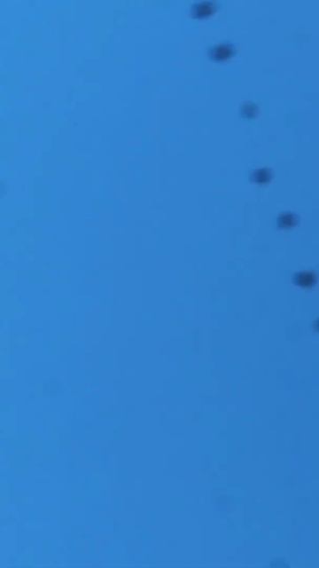 Great cormorant 🐦 group in flight смотреть онлайн